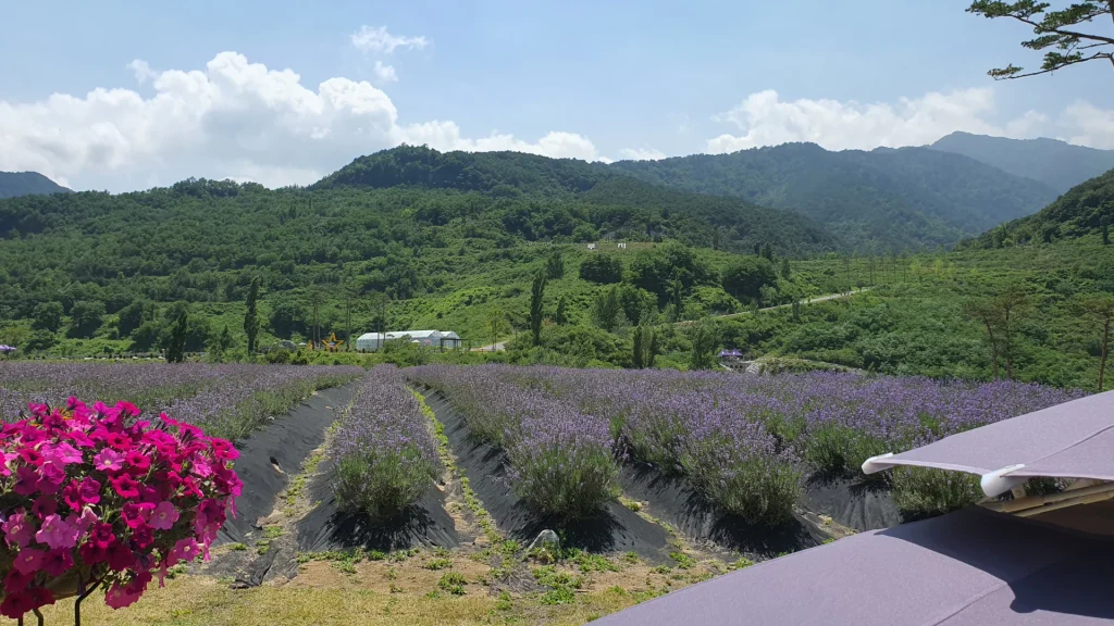 라벤더 들판이 쭈욱 펼쳐져있다.