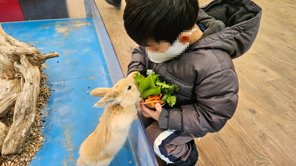 알펜시아 토끼의 숲 실내 동물 저돌적인 토끼 토끼 만지기