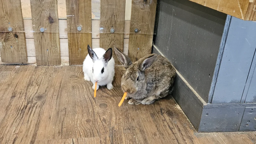 알펜시아 토끼의 숲 실내 동물 뇸뇸 토끼 당근 먹기