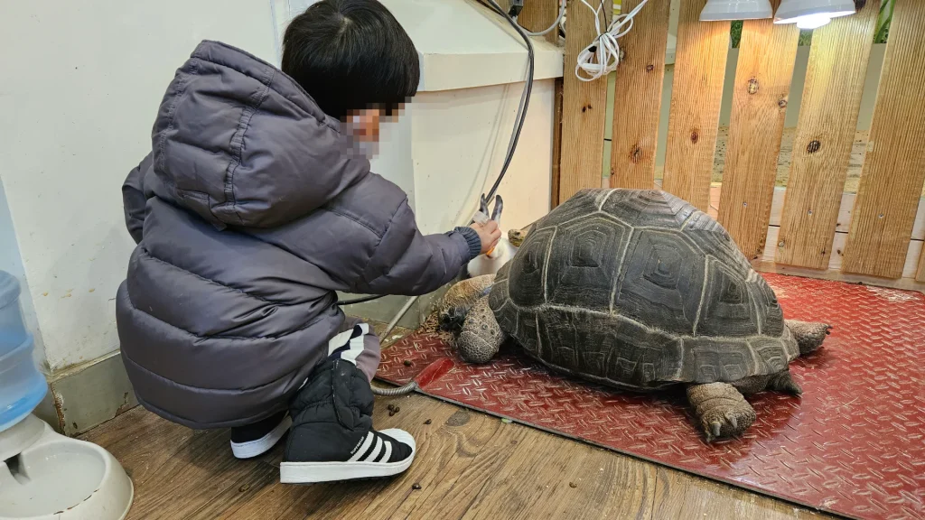 알펜시아 토끼의 숲 실내 동물 코끼리 거북이