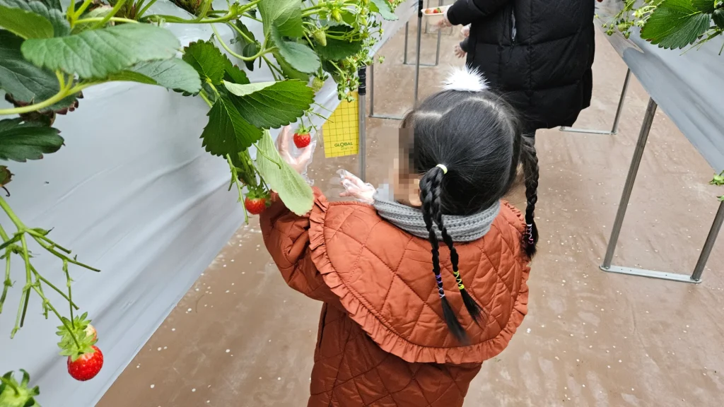 우주 딸기 농장 딸기 따기 체험