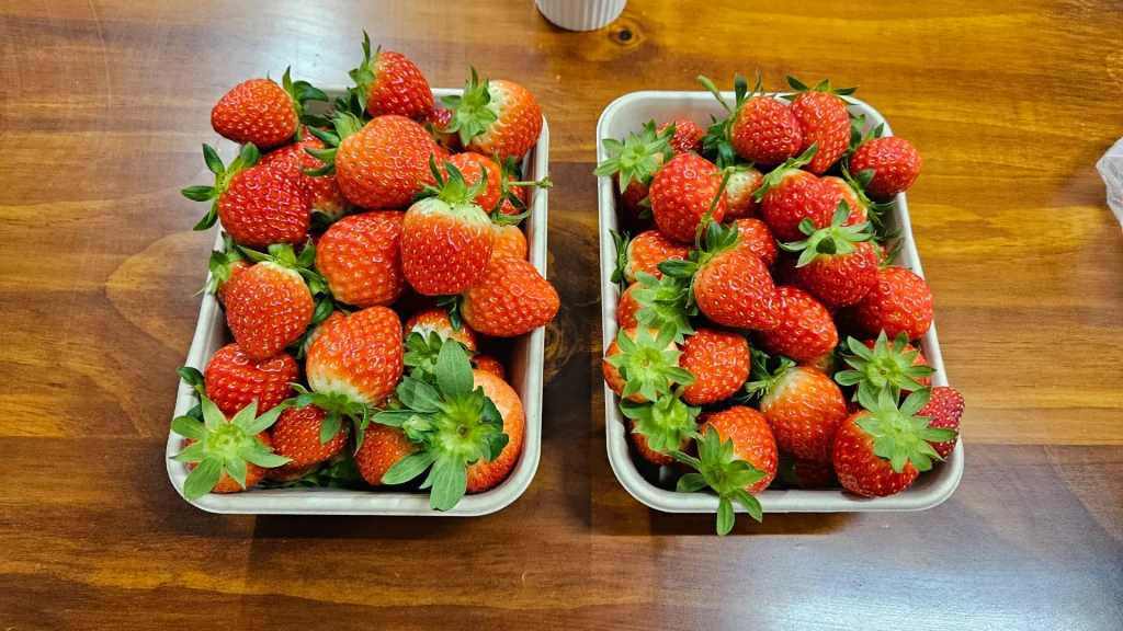 딸기 농장 수확한 딸기